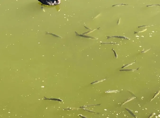 公寓 Herdade Dos Salgados-vila Lagoas